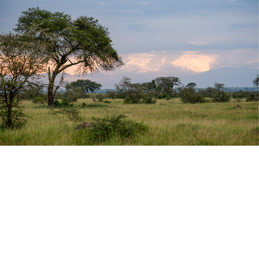 Queen Elisabeth National park