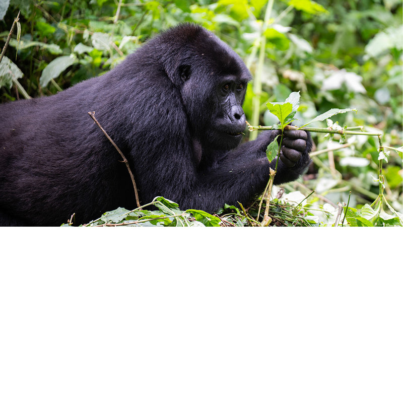 Gorilla tracking in Bwindi impenetrable forest