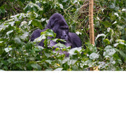 Gorilla tracking in Bwindi impenetrable forest