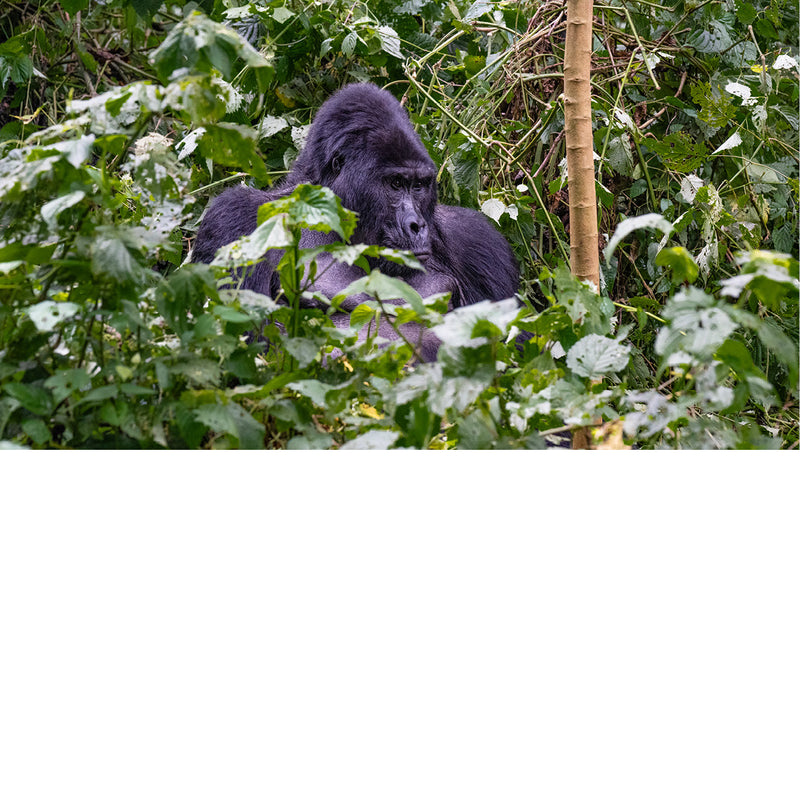 Gorilla tracking in Bwindi impenetrable forest
