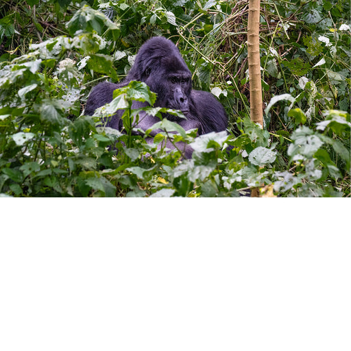 Gorilla tracking in Bwindi impenetrable forest