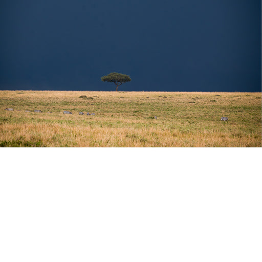 zicht op de savanne in Masaï Mara Kennya, vlak voor een flink onweer.
