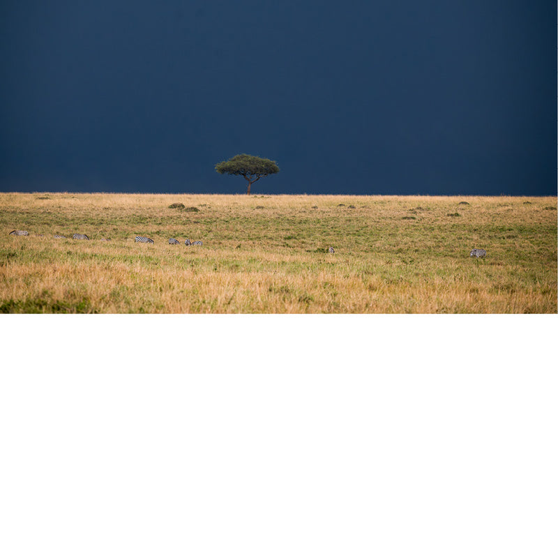 zicht op de savanne in Masaï Mara Kennya, vlak voor een flink onweer.