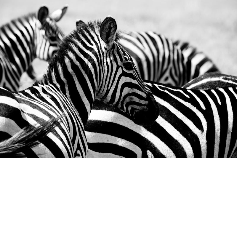 zebra's in close-up