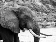 Olifant portret in Queen Elisabeth National Park in Oeganda