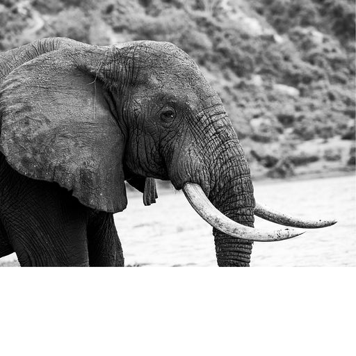 Olifant portret in Queen Elisabeth National Park in Oeganda