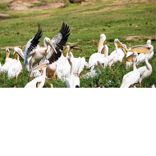 Dirigent van het Pelikaan Orkest 