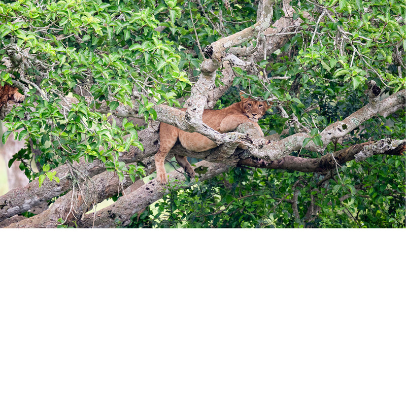Leeuwin in de boom in Queen Elisabeth National Park in Oeganda