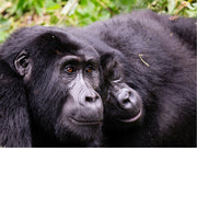 Duo van 2 gorilla speelvogels in Bwindi impenetrable forest