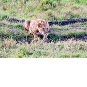 Leeuwin aan waterplas in Masaï Mara Kenya