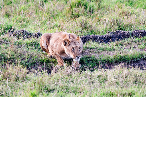 Leeuwin aan waterplas in Masaï Mara Kenya
