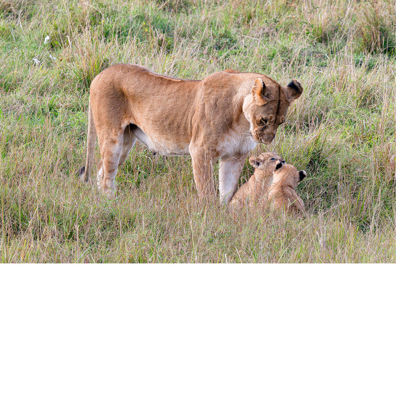 Leeuwin met 2 welpen  in Masaï Mara Kenya