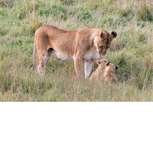 Leeuwin met 2 welpen  in Masaï Mara Kenya