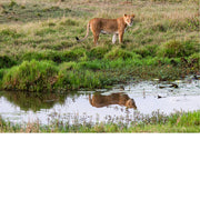 Leeuwin met reflectie in de waterplas in Masaï Mara Kenya