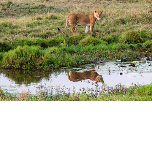 Leeuwin met reflectie in de waterplas in Masaï Mara Kenya