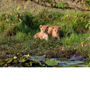 2 leeuwenwelpen aan een waterplas