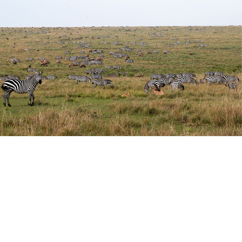 landschap met vooral zebra's en antilopen
