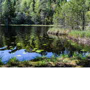 water en bos in Hvitsten Noorwegen 