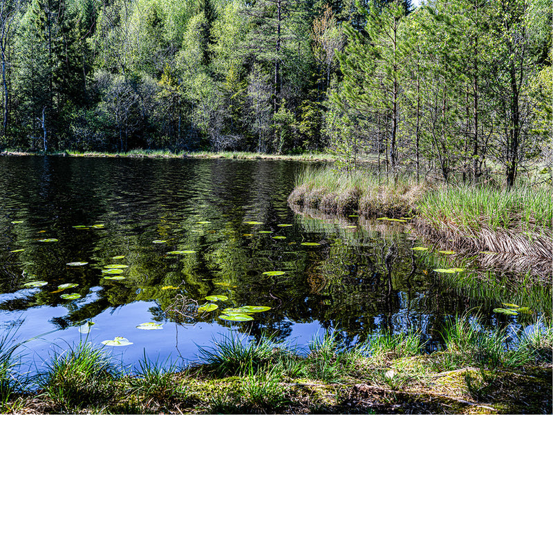 water en bos in Hvitsten Noorwegen 