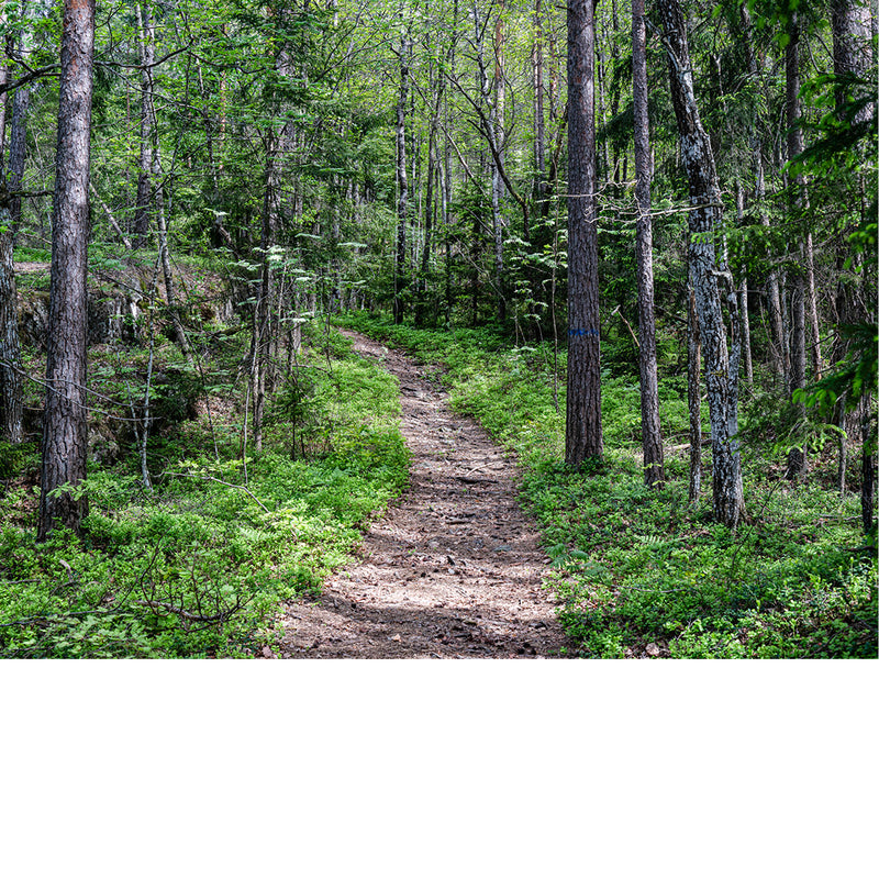 Rostock Duitsland boswandeling