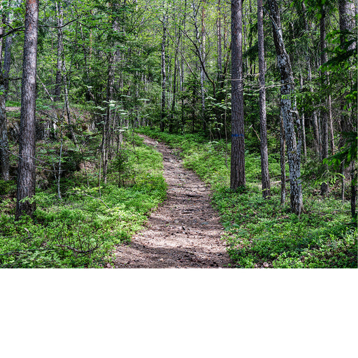 Rostock Duitsland boswandeling