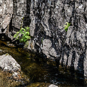 close-up van planten op een rots langs de bergrivier