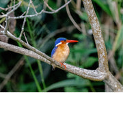 Ijsvogel, maar in Oeganda houdt met het bij Kingfisher wegens gebrek aan ijs.