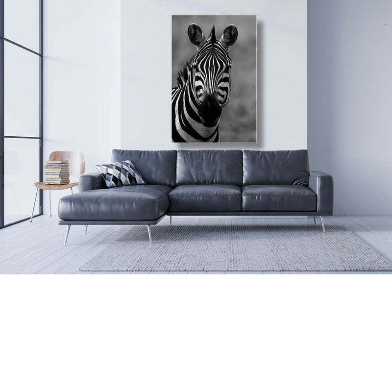 Zebra portret