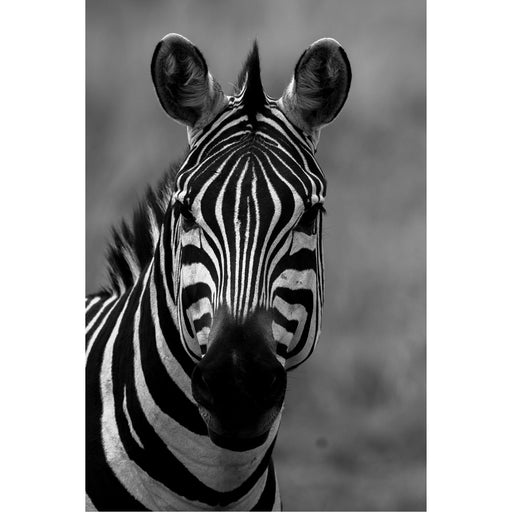 Portret van een Zebra in de Masaï Mara in Kenya