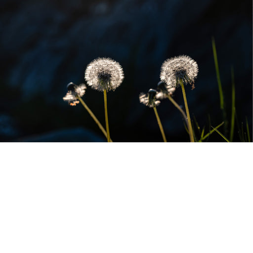 Paardebloemen bij fel tegenlicht in Forde Noorwegen