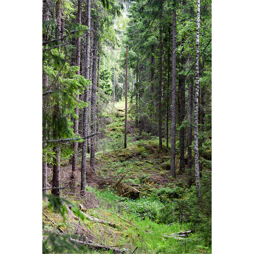 Bos in Fedsund Noorwegen