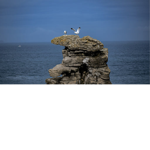 Meeuwen op de rotsen aan de kust in Peniche Portugal 