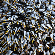 Eendemosselen op het strand van Paredes de Votoria Portugal