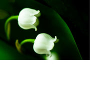 Close-up van een meiklokje tegen een donkere achtergrond