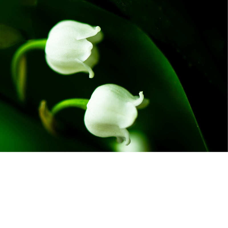 Close-up van een meiklokje tegen een donkere achtergrond