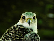 Close-up van  een havik