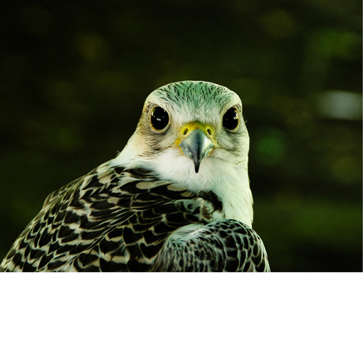 Close-up van  een havik