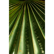 Detail beeld van een palmblad