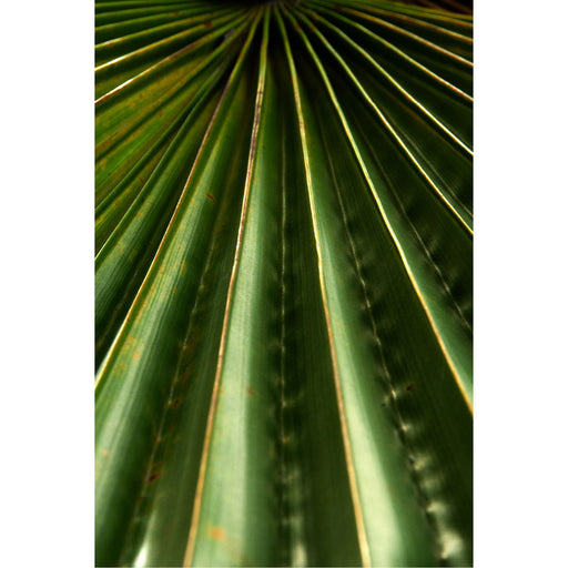 Detail beeld van een palmblad