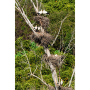 In Silves Portugal zitten de ooievaars werkelijk overal