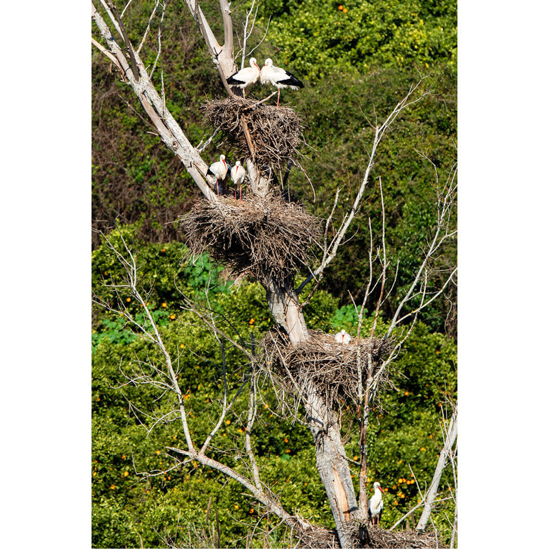 In Silves Portugal zitten de ooievaars werkelijk overal