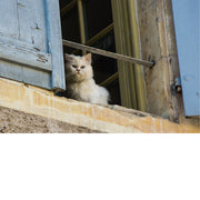 Poes houdt alles in de gaten vanop de vensterbank