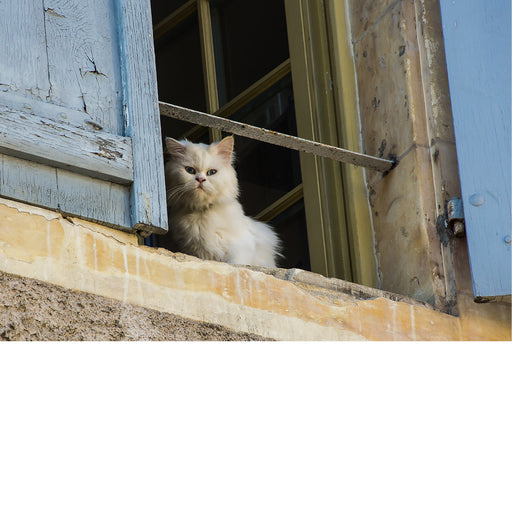 Poes houdt alles in de gaten vanop de vensterbank