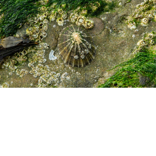 Mooi beeld van schelp op de rotsen aan het strand van Equihen Frankrijk