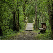 Brugje en een bank midden in het bos