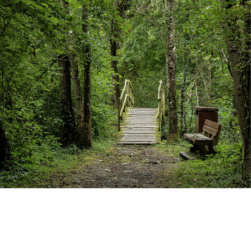 Brugje en een bank midden in het bos