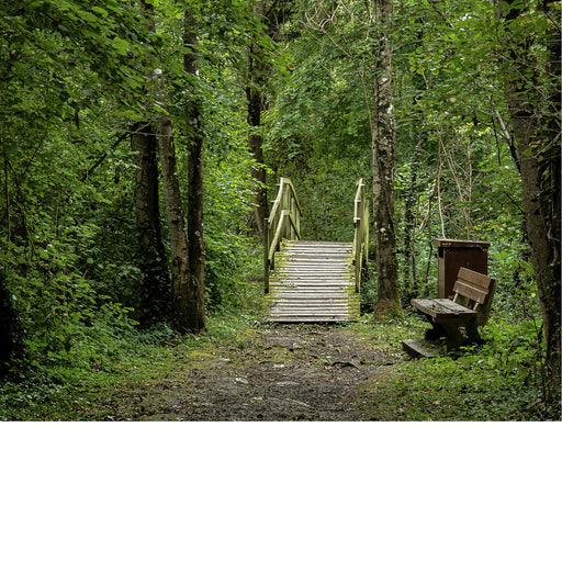 Brugje en een bank midden in het bos