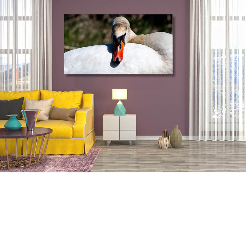 Zwaan houdt een oogje in het zeil