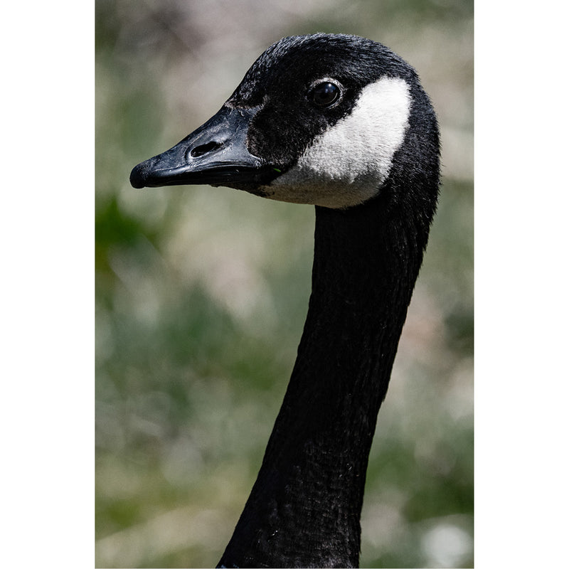 Portret van een cancadese gans