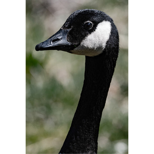 Portret van een cancadese gans